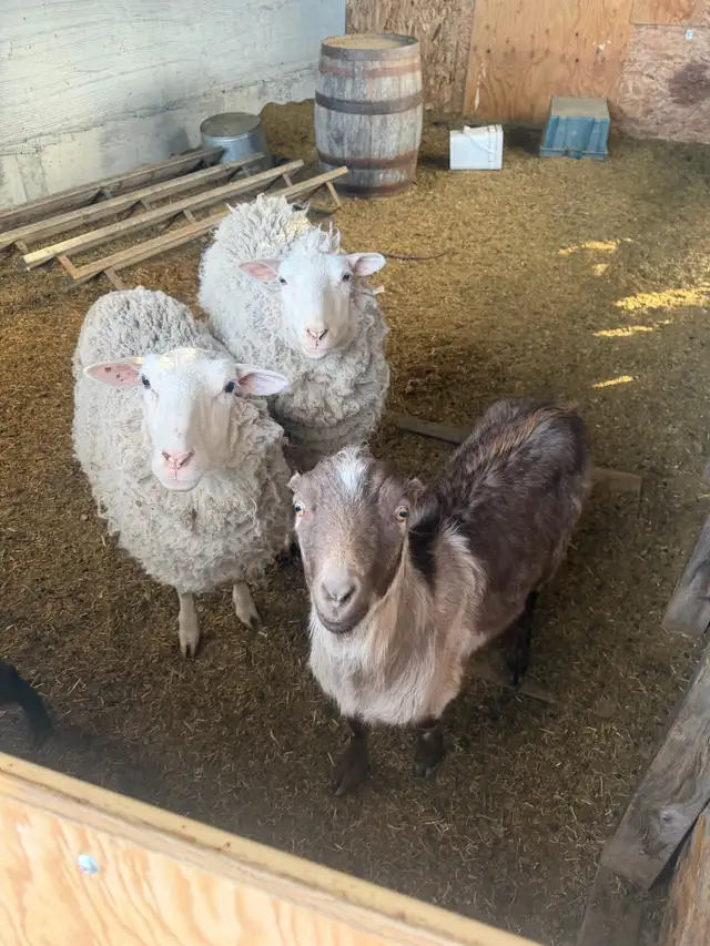 2 sheep & 2 goat