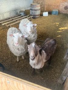 2 sheep & 2 goat