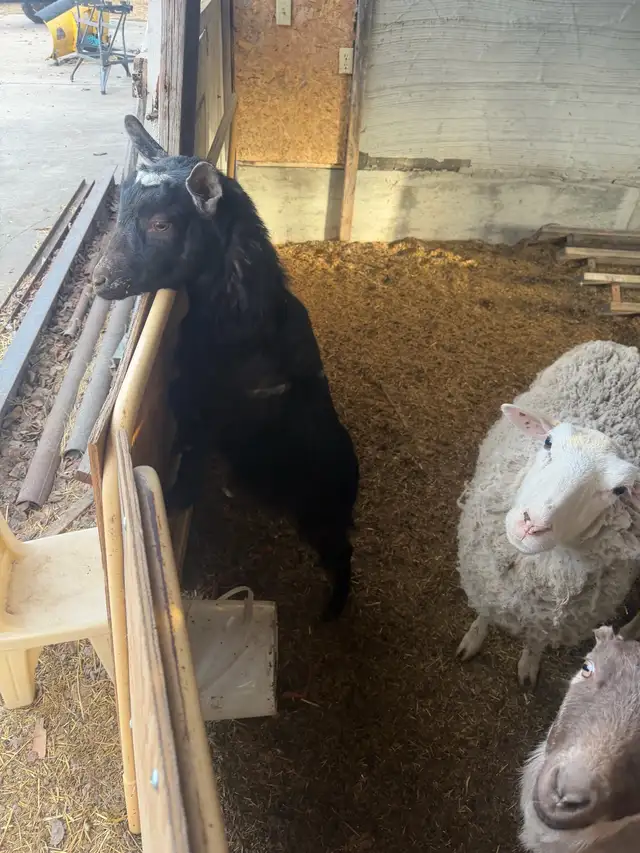2 sheep & 2 goat - Photo 2