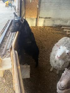 2 sheep & 2 goat - Photo 2