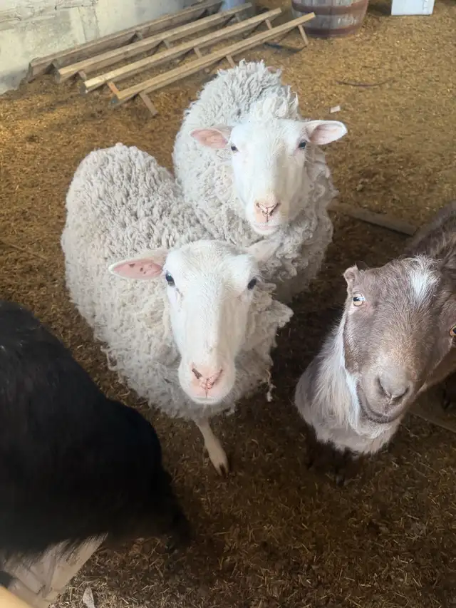 2 sheep & 2 goat - Photo 3