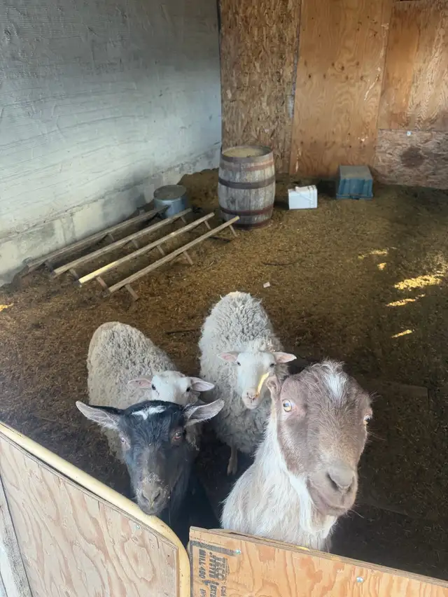 2 sheep & 2 goat - Photo 4