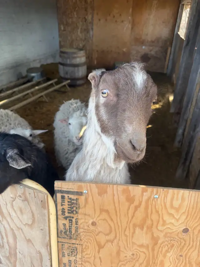 2 sheep & 2 goat - Photo 5