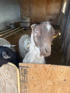 2 sheep & 2 goat - Photo 5