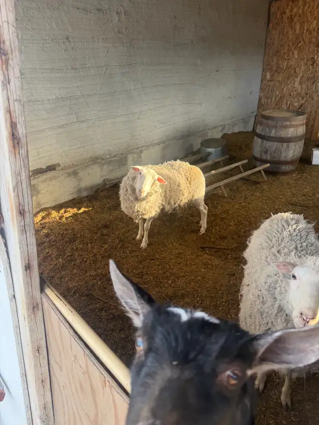 2 sheep & 2 goat - Photo 6