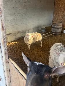 2 sheep & 2 goat - Photo 6