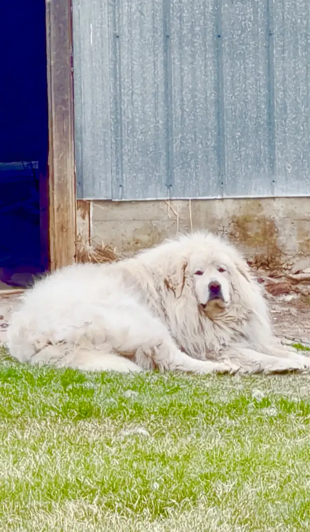 Great Pyrenees puppies
