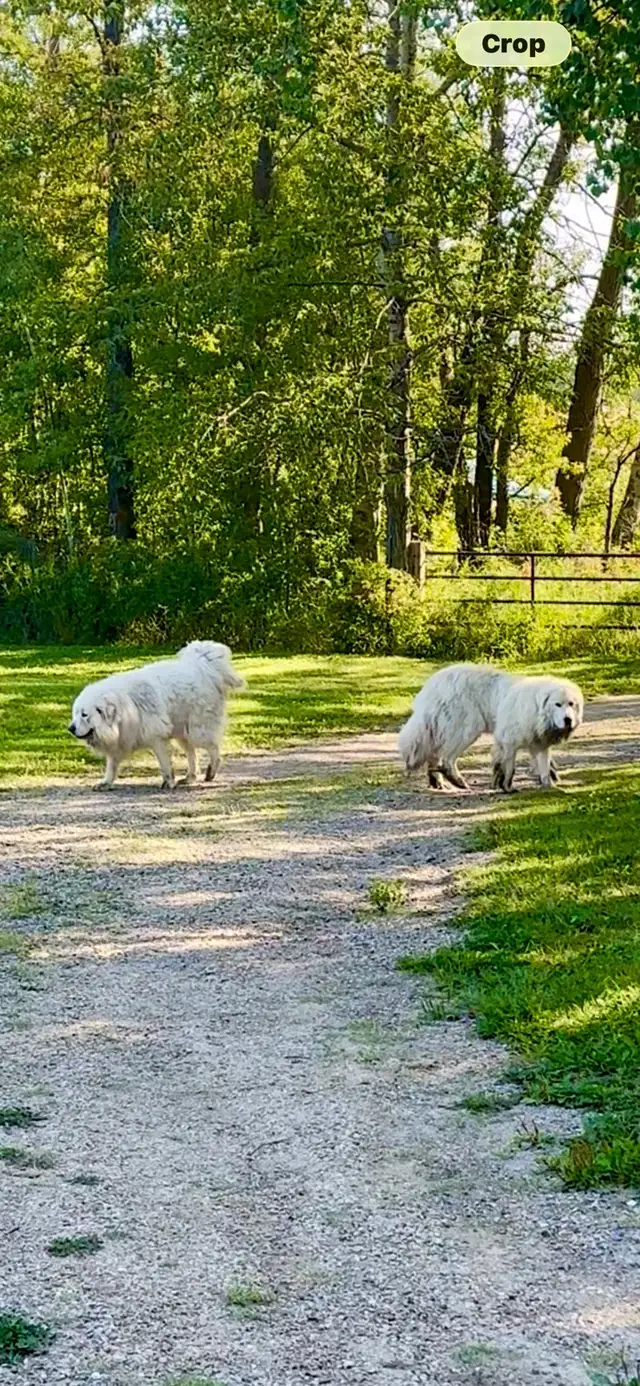 Great Pyrenees puppies - Photo 2
