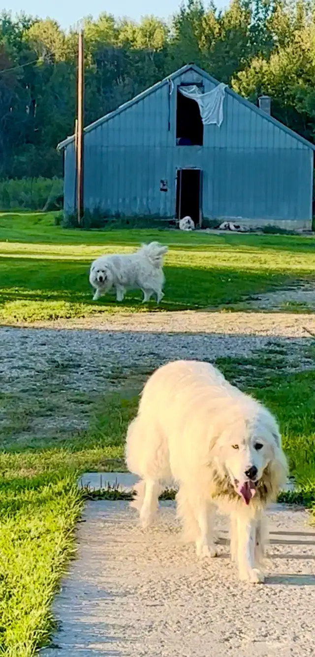Great Pyrenees puppies - Photo 3