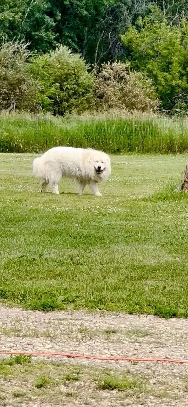 Great Pyrenees puppies - Photo 4