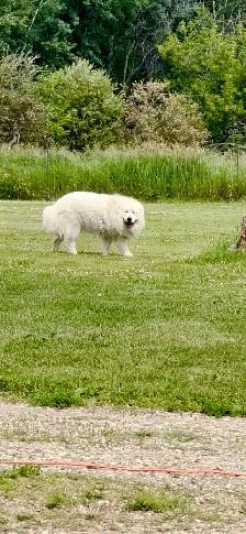 Great Pyrenees puppies - Photo 4
