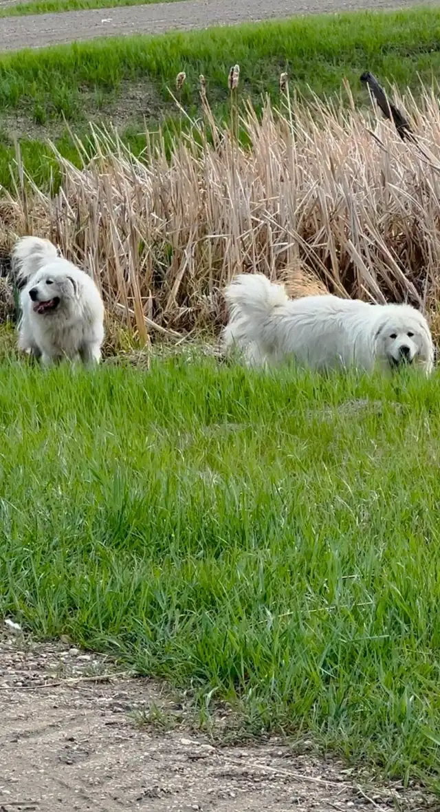 Great Pyrenees puppies - Photo 5