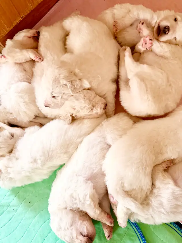 Great Pyrenees puppies - Photo 6