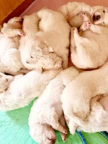 Great Pyrenees puppies - Photo 6