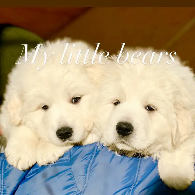 Great Pyrenees puppies - Photo 7