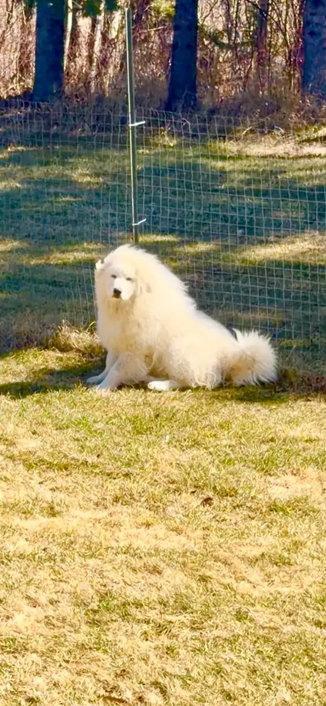 Great Pyrenees puppies - Photo 8