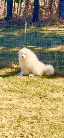 Great Pyrenees puppies - Photo 8