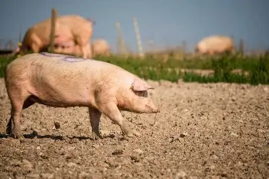 60lbs Meat Pigs