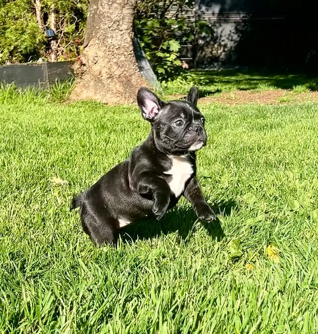 FRENCHTON - READY