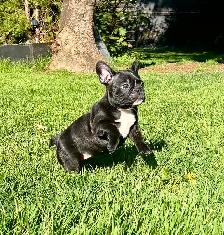 FRENCHTON - READY