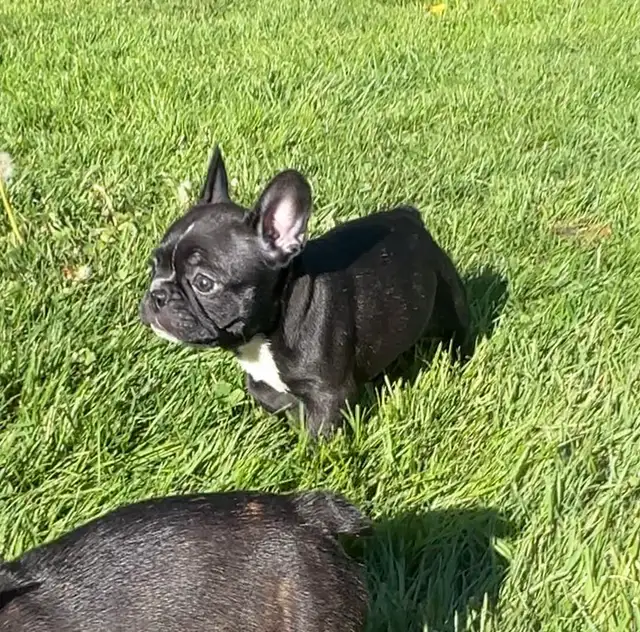 FRENCHTON - READY - Photo 2