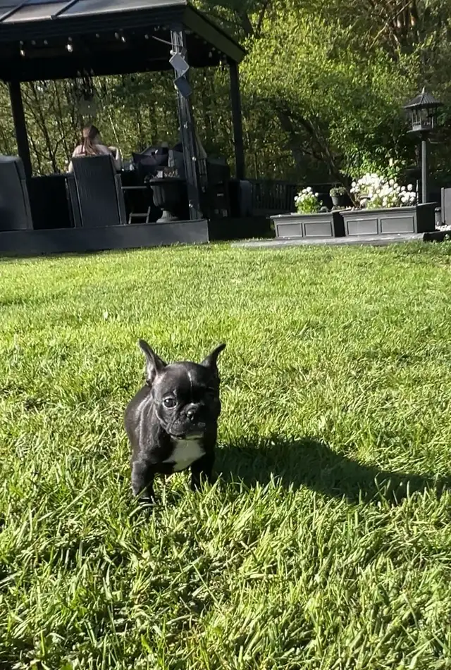 FRENCHTON - READY - Photo 3