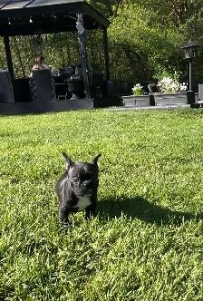 FRENCHTON - READY - Photo 3