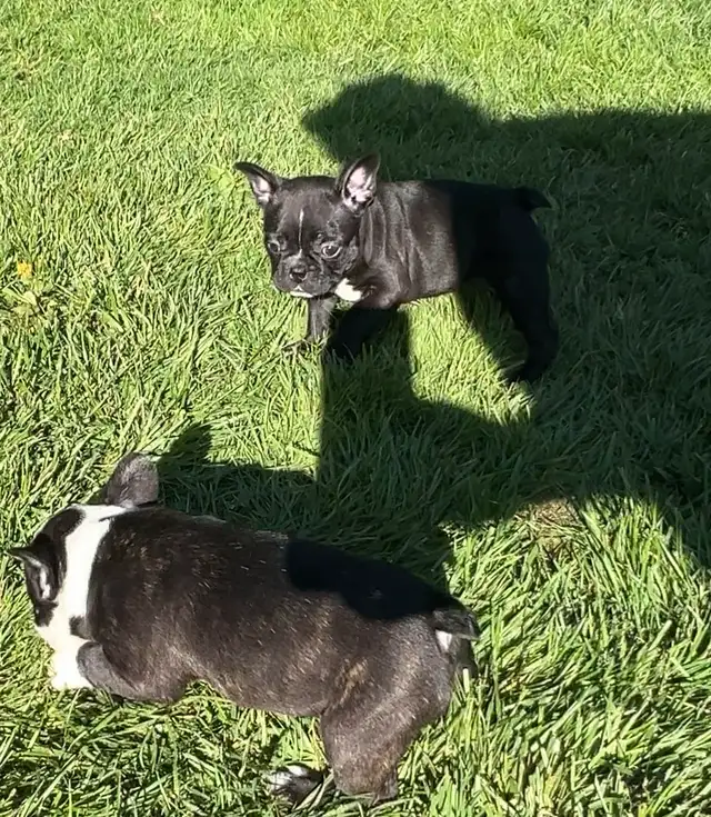 FRENCHTON - READY - Photo 4