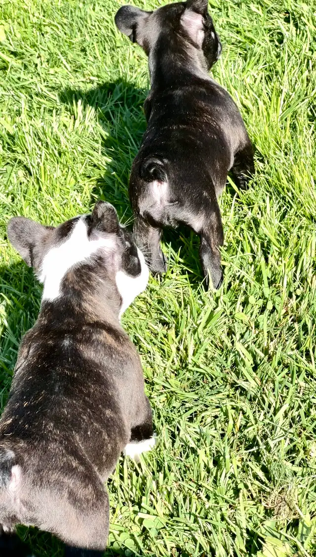 FRENCHTON - READY - Photo 5