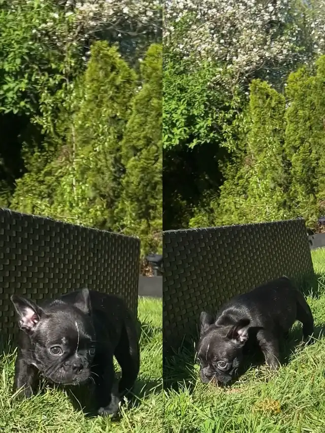 FRENCHTON - READY - Photo 6