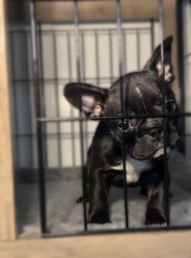 FRENCHTON - READY - Photo 7