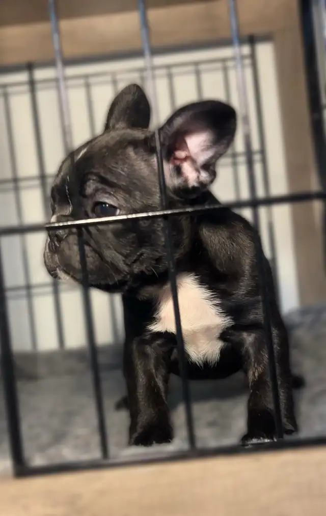 FRENCHTON - READY - Photo 8