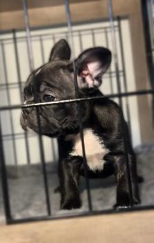 FRENCHTON - READY - Photo 8