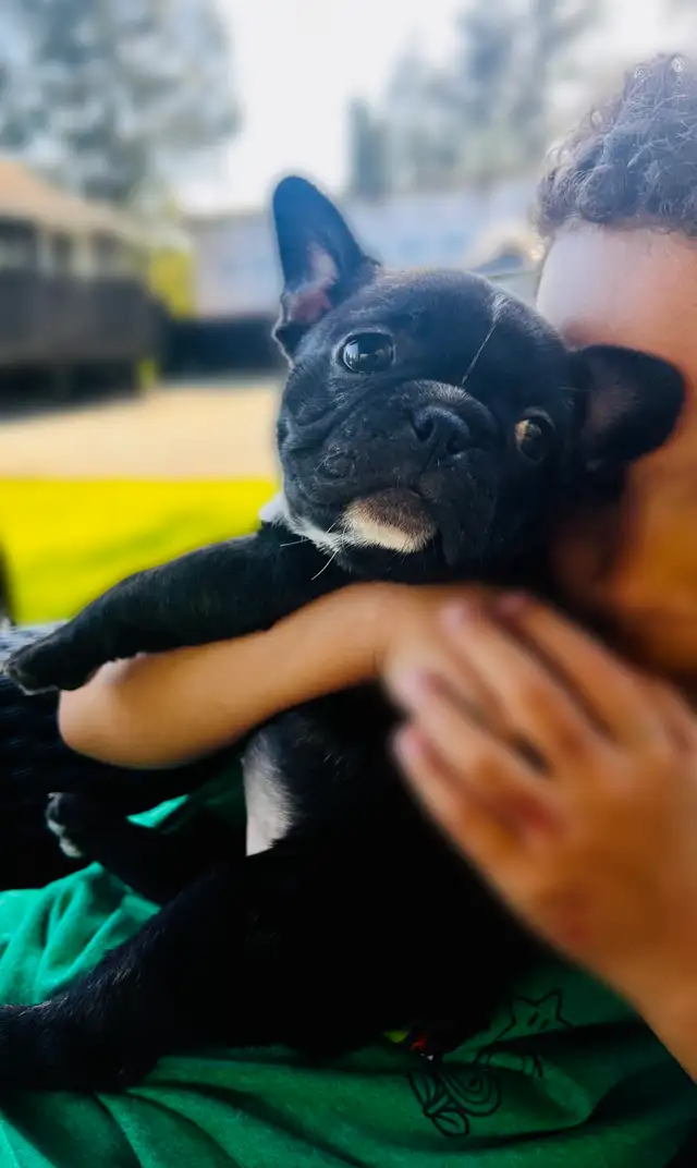 FRENCHTON - READY - Photo 9