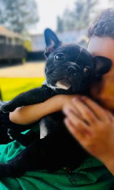 FRENCHTON - READY - Photo 9