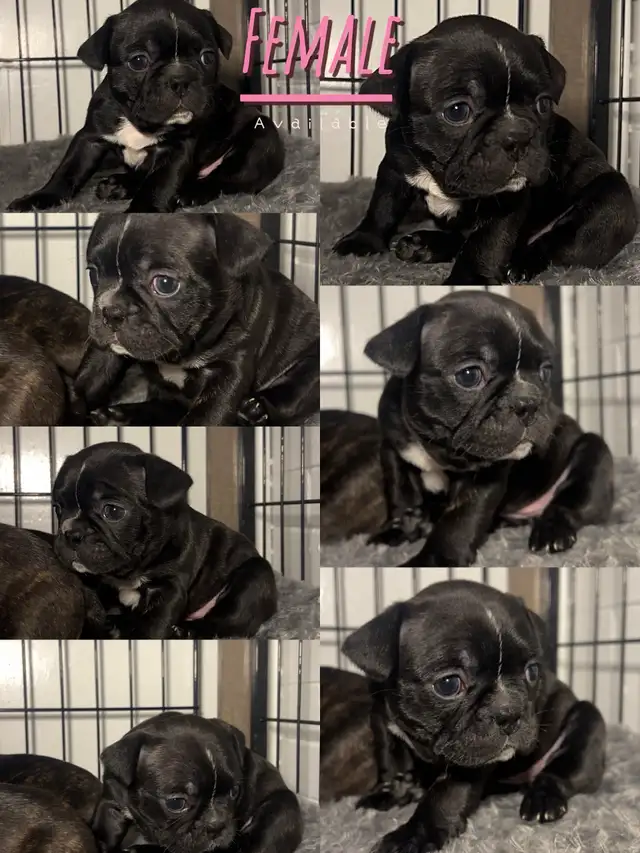 FRENCHTON - READY - Photo 10