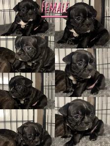 FRENCHTON - READY - Photo 10