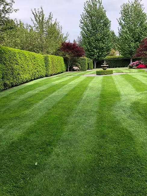 Grass Cutting