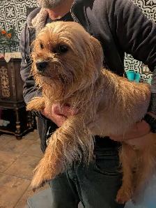 Shorkie female