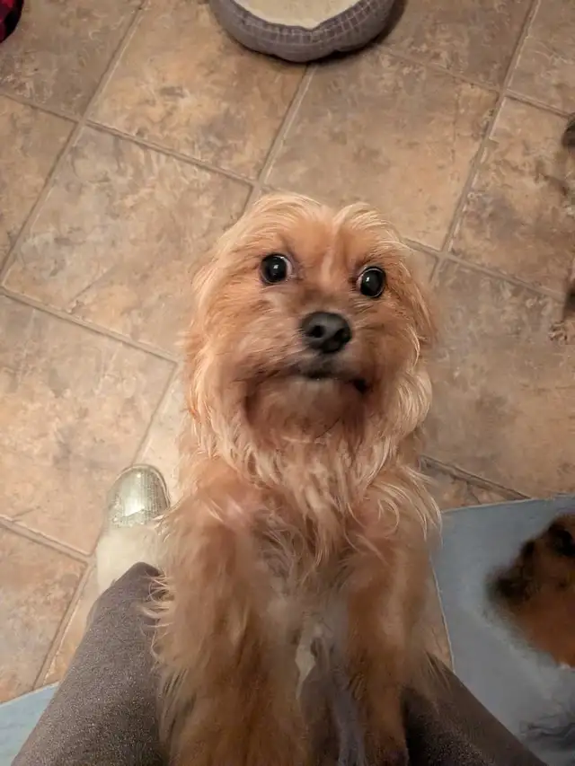 Shorkie female - Photo 2