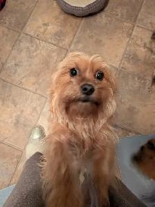 Shorkie female - Photo 2