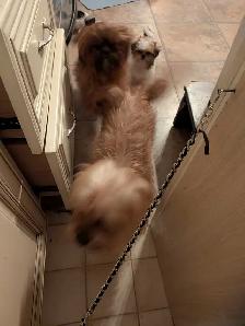 Shorkie female - Photo 3