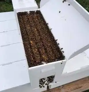 Bee nucs for sale