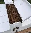Bee nucs for sale