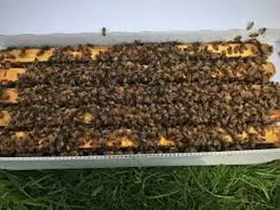 Bee nucs for sale - Photo 2