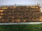 Bee nucs for sale - Photo 2