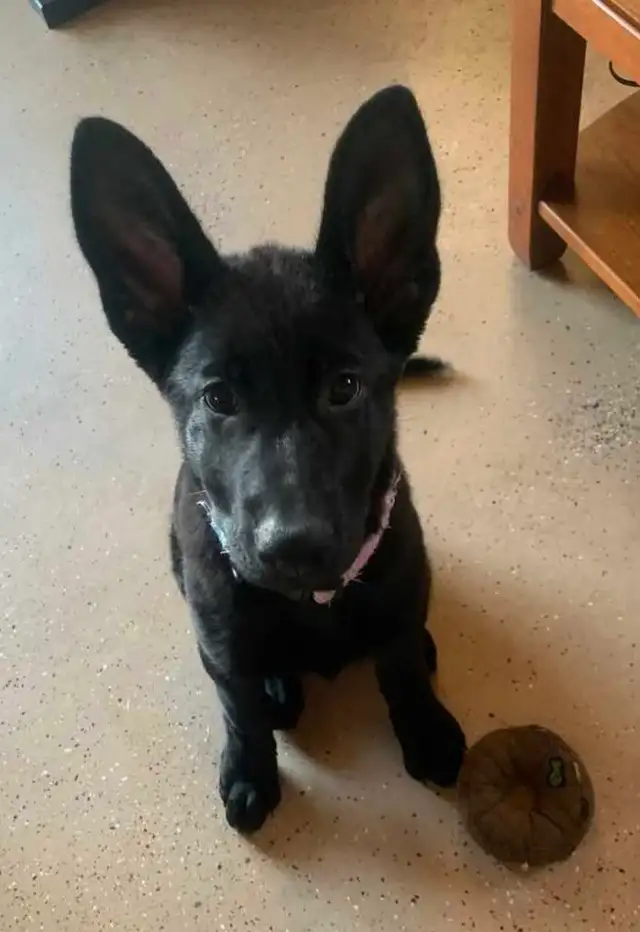 Purebred German Shepherds