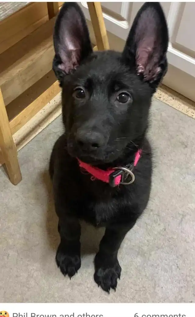 Purebred German Shepherds - Photo 3