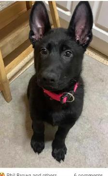 Purebred German Shepherds - Photo 3