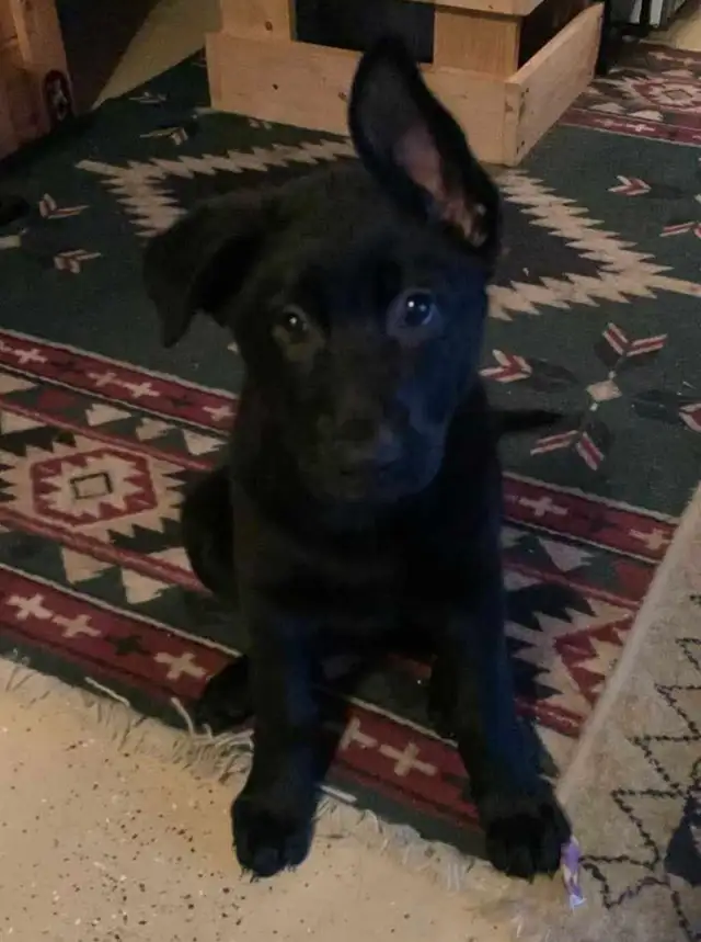 Purebred German Shepherds - Photo 4